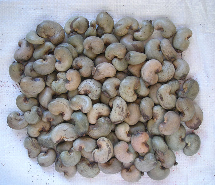 Bolkar Impex Cashews Nuts