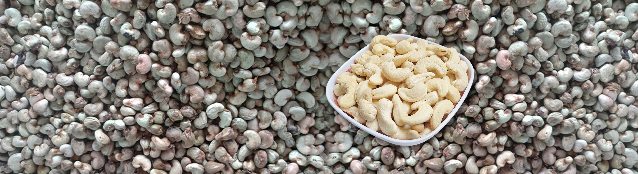 Bolkar Impex Cashews